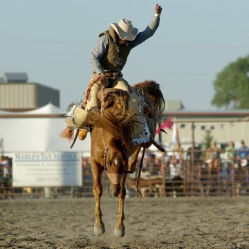cowboy, rodeo, horse